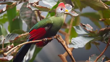 A red-crested turaco sitting on a fine tree branch.
