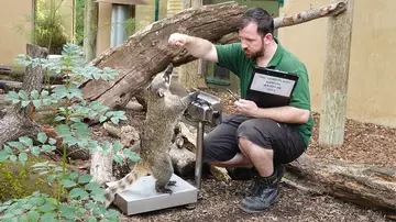 Ring-tailed coati Brush steps onto the scales