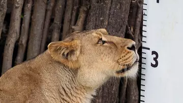 Rubi the Asiatic lionesses poses next to a giant ruler at our annual weigh in