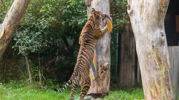 Sumatran tigers enjoy 'candy cane' enrichment