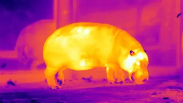 Thermal image of a hippo at London Zoo