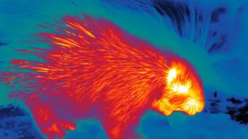 Thermal image of a porcupine at London Zoo