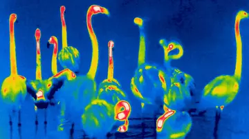 Thermal image of flamingos at London Zoo