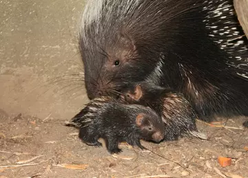 Two baby porcupines snuggled up to mum at London Zoo