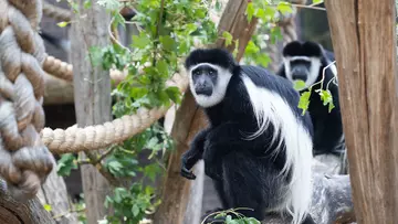 Two colobus monkeys sitting on a tree branch