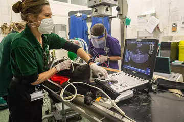 Vet Taina Strike performing a colobus monkey ultrasound at London Zoo