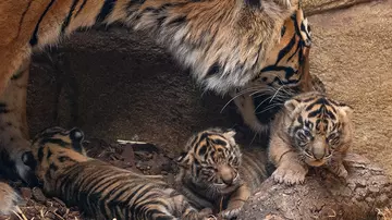 Gaysha with tiger cubs at London Zoo