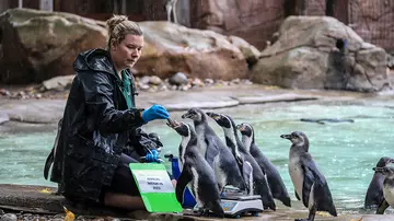 London Zoo's colony of Humboldt penguins being weighed by a Zookeeper as part of the annual weigh in 2022