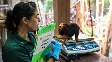 A golden headed lion tamarin being weighed by a Zookeeper as part of the annual weigh in 2022