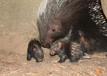 Two porcupettes with an adult porcupine born at London Zoo