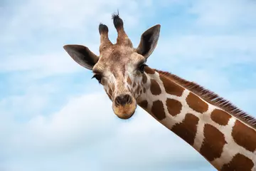 Giraffe close up