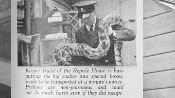  Animal and Zoo Magazine cutting from the beginning of World War 2 showing a Zookeper holding a snake