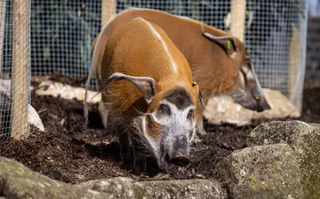 Two red river hogs at London Zoo