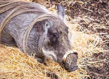 A warthog at London Zoo