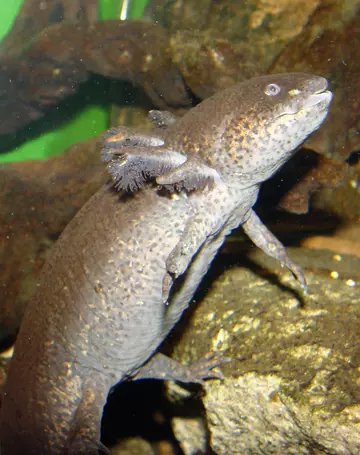 Axolotl adult black