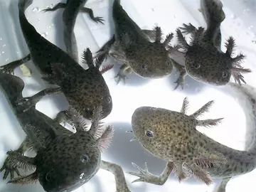 Axolotl juveniles 