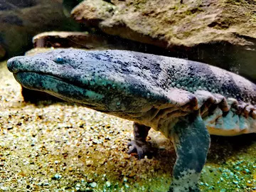 Chinese giant salamander, black with small eyes, at London Zoo in an aquarium