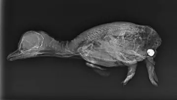 An x-ray image of a Humboldt Penguin chick at London Zoo