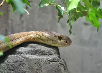 King cobra at London Zoo