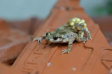 Mallorcan midwife toad carrying white eggs at London Zoo