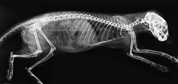 An x-ray image of a meerkat at London Zoo