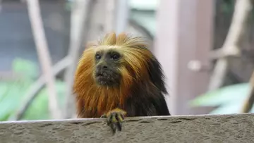 Bandit – our golden-headed lion tamarin at London Zoo