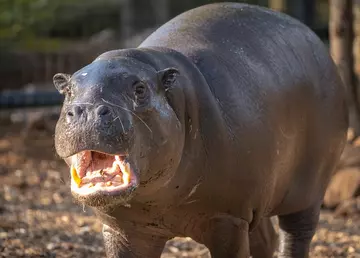 Pygmy hippo Amara in her new habitat at London Zoo