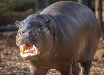 Pygmy hippo Amara in her new habitat at London Zoo