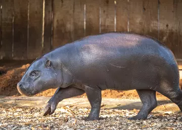 Pygmy hippo Amara trots across her habitat at London Zoo