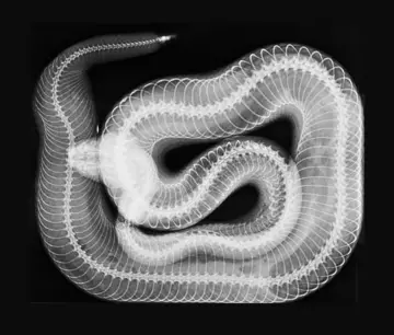 An x-ray image of a Western diamondback rattlesnake at London Zoo
