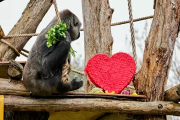 Western lowland gorilla Effie clutches a bouquet of leafy-greens as she celebrates Valentine’s Day