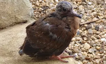 Eleven day old Socorro dove chick on day of fledging at London Zoo