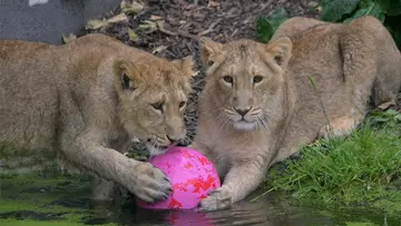 Lion cubs Heidi and Indi play with boomer ball