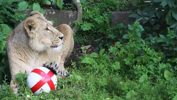 Asian lioness Heidi cheers on England in World Cup with a ball decorated with the England flag