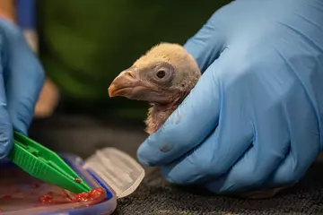 6 day old vulture chick enjoys a feed at London Zoo