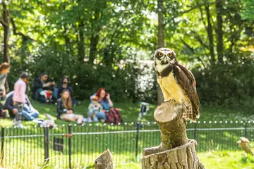 An owl during Super Species Live at London Zoo