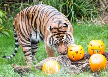Sumatran tiger Asim with pumpkins at London Zoo