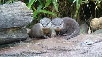 Two otters at London Zoo 