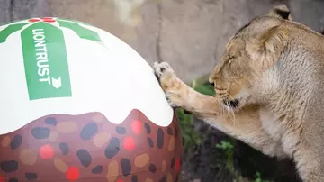 Asiatic lion Heidi plays with giant Christmas pudding ball gifted by the Liontrust