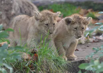 Lion cubs Heidi and Indi first time outside in paddock at London Zoo 