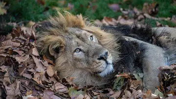 Lion in autumn leaves at London Zoo 