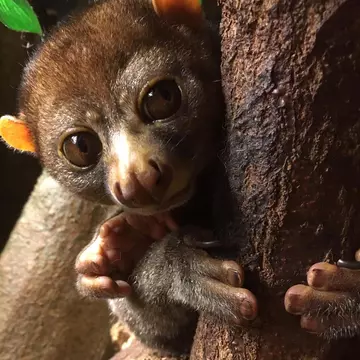 Potto at London Zoo