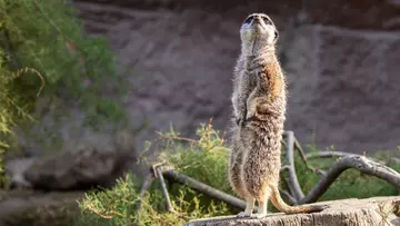 Meerkat keeping watch