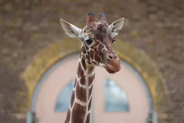 Nuru the giraffe in her new habitat at London Zoo