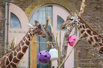 Nuru the giraffe meets new housemate Maggie the giraffe at London Zoo