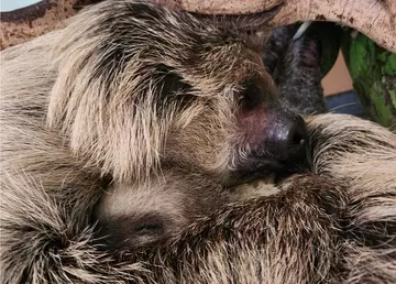 Sloth mum Marilyn with baby Nova at London Zoo