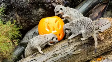 Meerkats with pumpkins at Halloween
