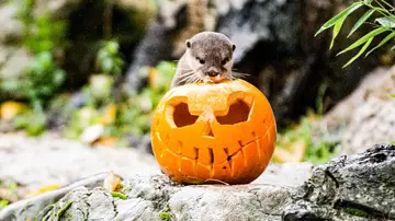 Otter with a pumpkin at London Zoo 
