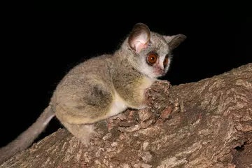 Owning a 2024 bush baby