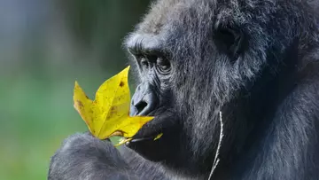 Gorilla holding a leaf 